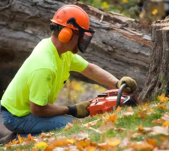 tree services South Floral Park